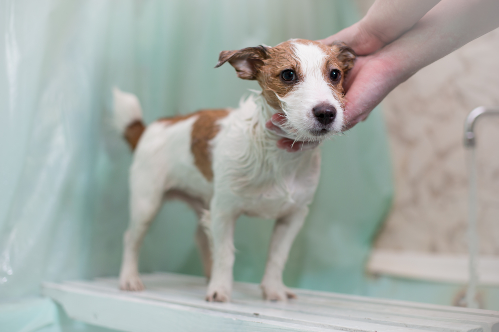 House Calls The Ark Of Socorro Veterinary Clinic